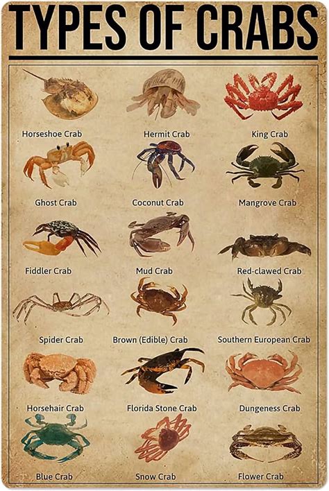 type of crap|20 Different Types of Crabs: Facts, Pictures & Chart .